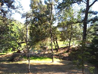 CA-Ron_1031
