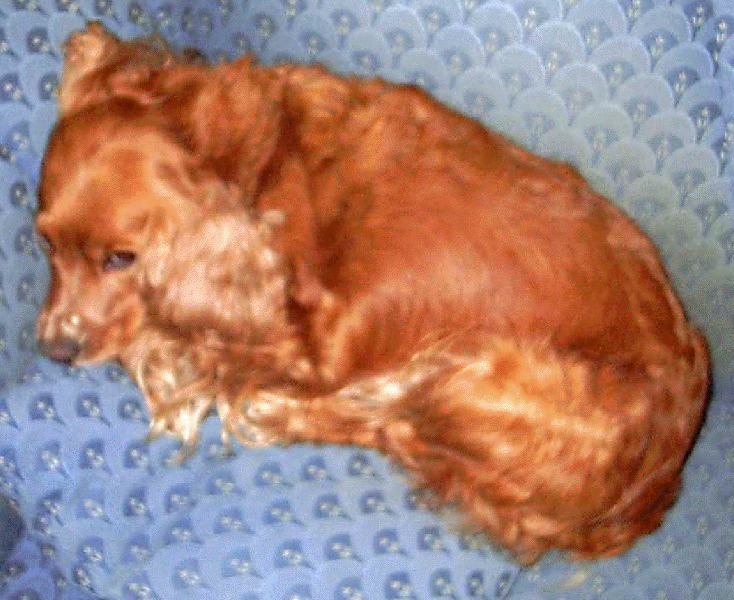 bonnie