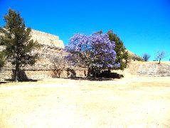 jacaranda_ma