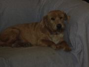 Dogs_1990
