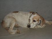 Dogs_1991