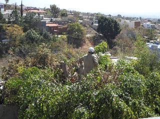 ficus_2942